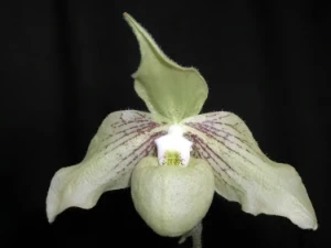 Image of Paphiopedilum jackii 21